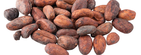 Cacao beans