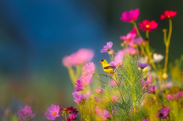 Picture of a small yellow bird on some purple flowers in nature