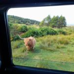 Highland Cow on the Isle of Mull